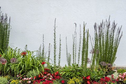 Colourfully planted small rock garden in front of a white wall