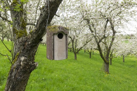Nesting box for songbirds, meadow orchard, flowering apple trees, Baden, Wuerttemberg, Germany,