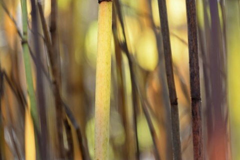 Reynoutria japonica (Fallopia japonica), autumnal plant stems illuminated by sunlight, Moselle,