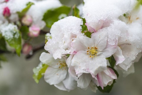 Apple blossom with snow, apple tree (Malus), pome fruit tree (Pyrinae), meadow orchard, spring,
