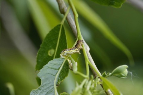 Mottled umber (Erannis defoliaria), caterpillar, spring, Germany, Europe