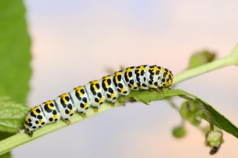 Brown-root monk (Shargacucullia scrophulariae), caterpillar, North Rhine-Westphalia, Germany,
