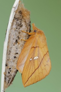 Drinker moth (Euthrix potatoria), freshly hatched butterfly on the cocoon, North Rhine-Westphalia,