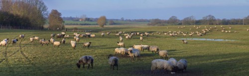 Black-headed domestic sheep (Ovis gmelini aries) on pasture, Mecklenburg-Western Pomerania,