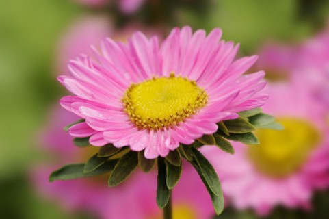 China aster (Callistephus chinensis), flower, ornamental plant, North Rhine-Westphalia, Germany,