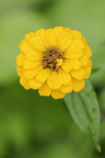 Zinnia (Zinnia elegans, Zinnia violacea), flower, ornamental plant, North Rhine-Westphalia,