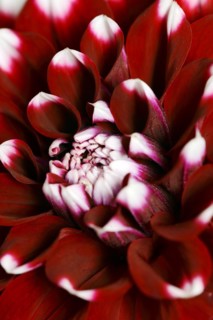 Dahlia 'Checkers' (Dahlia Hybride), detail of flower, ornamental plant, North Rhine-Westphalia,