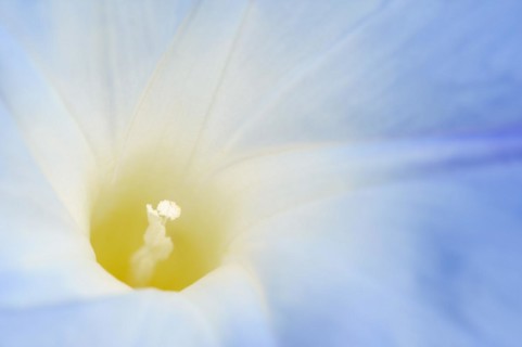Three-colored morning glory (Ipomoea tricolor), detail of the flower, native to Mexico, ornamental
