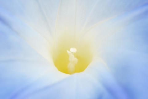 Three-colored morning glory (Ipomoea tricolor), detail of the flower, native to Mexico, ornamental