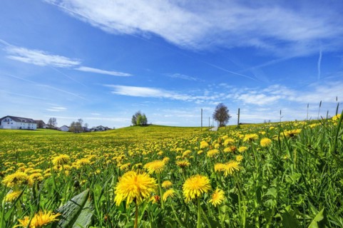 Green meadow with common dandelion (Taraxacum sect. Ruderalia), and foehn clouds, Allgaeu, Swabia,