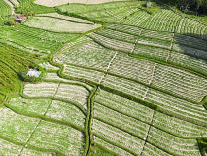 Cultivation of pak choi in Sidemen, Amed, Karangasem, Bali, Indonesia, Asia