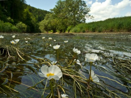 Flooding buttercup, Ranunculus fluitans, Danube seepage near Immendingen, Tuttlingen district,