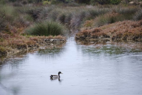 Bird watching in Estany Pudent, Formentera, Pitiusas Islands, Balearic Community, Spain, Europe