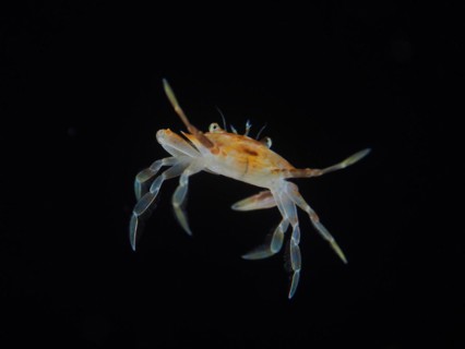 Sargassum swimming crab (Portunus sayi) at night, dive site Riviera Beach, Florida, USA, North