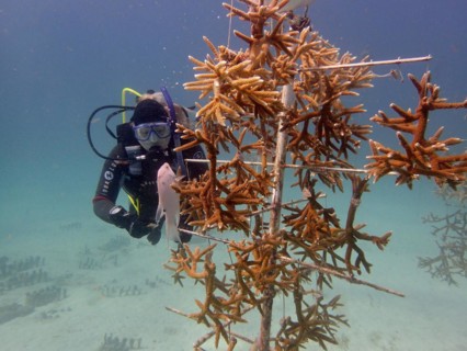 Coral farming. Magnificently grown specimens of staghorn coral (Acropora cervicornis) on the rack,