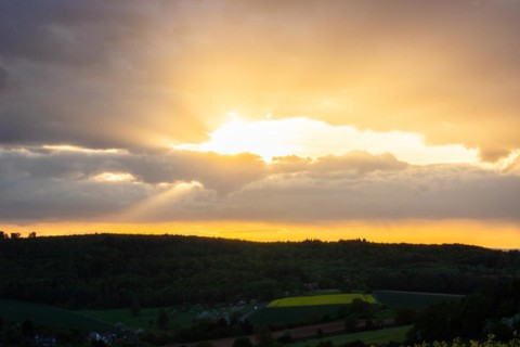 Landscape at sunrise. Beautiful morning landscape with fresh yellow rape fields in spring. Small