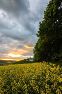 Landscape at sunrise. Beautiful morning landscape with fresh yellow rape fields in spring. Small