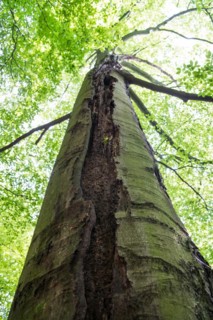 Deadwood structure Gully in deciduous forest, huge damage to standing tree trunk, important habitat