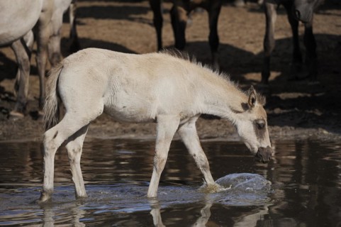 Duelmen wild horse, foal in the water, Merfelder Bruch, Duelmen, North Rhine-Westphalia, Germany,