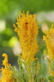 Plumose celosia (Celosia argentea var. plumosa), inflorescence, ornamental plant, North