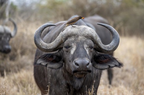 African buffalo (Syncerus caffer caffer) with yellowbill oxpecker (Buphagus africanus), in dry