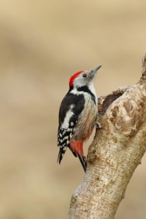 Middle spotted woodpecker (Dendrocopos medius) sitting at a water pot in a tree trunk, Animals,