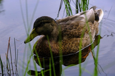Young mallard on Lake Helgasjoen in front of the ruins of Kronoberg Castle (Kronobergs slottsruin),