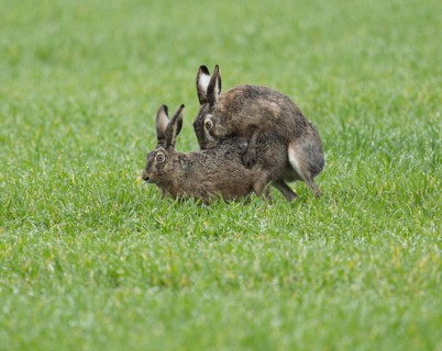 European hare (Lepus europaeus), mating, copula on a grain field, wildlife, Thuringia, Germany,