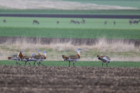 Several great bustards (Otis tarda) in a field, cockerels, Lower Austria, Austria, Europe