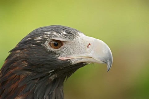 Wedge-tailed eagle (Aquila audax), portrait, captive, occurrence in Australia
