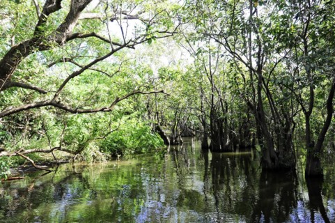 Ometepe Island, Nicaragua, Sunlight floods a tranquil section of mangrove forest by the river,