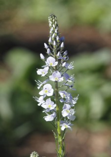 Gentian speedwell, gentian speedwell (Veronica gentianoides) North Rhine-Westphalia, Germany,