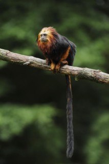 Golden-headed lion tamarin or golden-headed lion tamarin (Leontopithecus chrysomelas), captive,