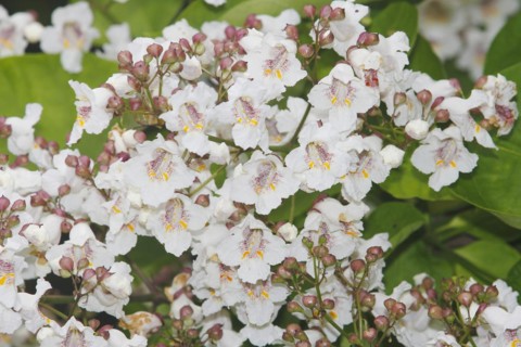 Southern catalpa (Catalpa bignonioides), cigar tree and Indian bean tree