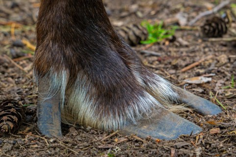 Norwegian reindeer, northern reindeer, mountain caribou (Rangifer tarandus tarandus), close-up of