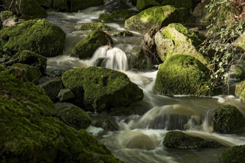Mountain stream in the forest with mossy basalt rocks, blocks of basalt in the stream bed, Tertiary