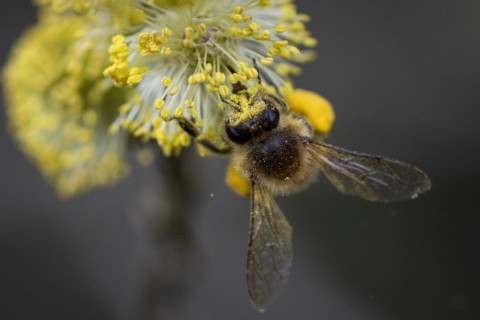 A honeybee collects pollen from a willow in the Hohe Ward nature reserve in Muenster, 08/04/2024