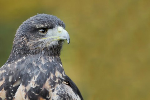Andean buzzard or black-chested buzzard-eagle (Geranoaetus melanoleucus), immature, portrait,