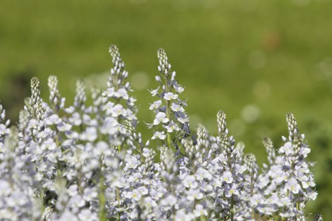 Gentian speedwell, gentian speedwell (Veronica gentianoides) North Rhine-Westphalia, Germany,