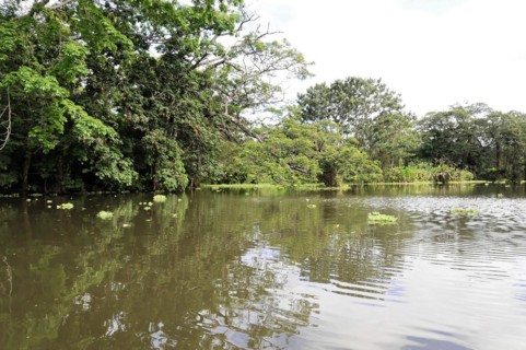 Granada, Nicaragua, Calm Nicaragua lake with aquatic plants and trees reflected in the water,