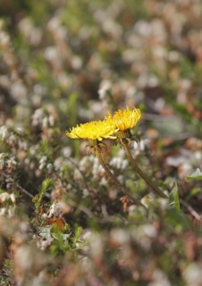 Two common dandelion (Taraxacum officinale), between winter heath (Erica carnea), North
