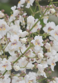 Southern catalpa (Catalpa bignonioides), cigar tree and Indian bean tree