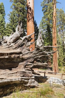 Sequoia trees in Mariposa Grove, Yosemite National Park, California, United States, USA, Yosemite