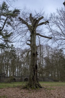 Bald truncated tree in the castle park, Ludwigslust, Mecklenburg-Vorpommern, Germany, Europe