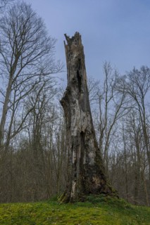 Dead tree trunk without crown in the castle park, Ludwigslust, Mecklenburg-Vorpommern, Germany,