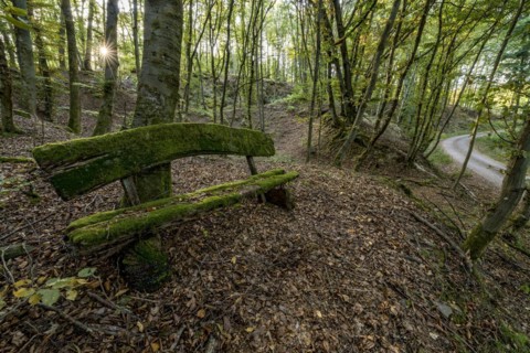 Weathered, rotten and mossy bench made of rough wooden planks, autumn leaves, sun star, forest