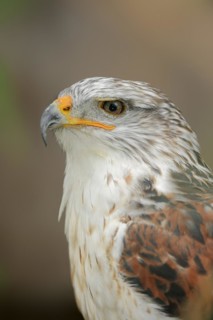 Ferruginous hawk (Buteo regalis), portrait, captive, occurrence in North America
