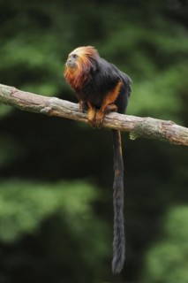 Golden-headed lion tamarin or golden-headed lion tamarin (Leontopithecus chrysomelas), captive,
