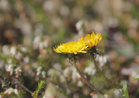 Two common dandelion (Taraxacum officinale), between winter heath (Erica carnea), North