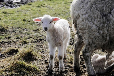 Sheep near Rantum, Sylt, Island, North Sea, Schleswig-Holstein, Curious lamb stands on a pasture